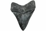 Fossil Megalodon Tooth - South Carolina #234038-1